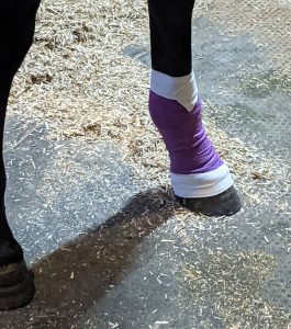 3 Because the wound could not be closed surgically Louisa had to apply a dressing and bandage the wound changing the dressing frequently. 265x300 - Correct Wound Management Secures Young Horse’s Future