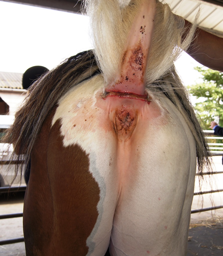 Harness sores under tail Graphic image  - HorseWorld rescue injured horse after heartless harness racers abandon him in the road