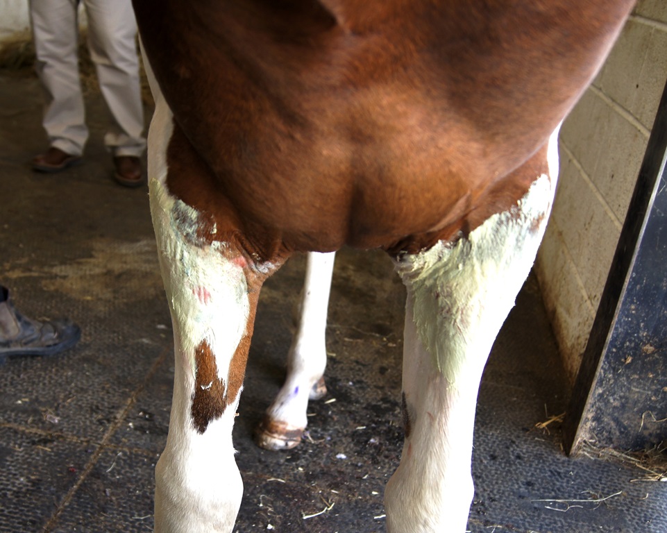 Jacks chest and forelegs cream on wounds  - HorseWorld rescue injured horse after heartless harness racers abandon him in the road