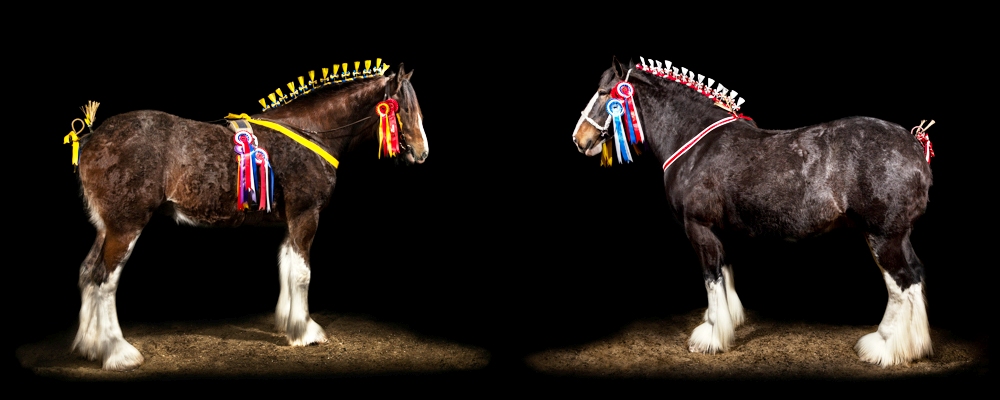 SHS Champions Combined 1 - New home for Shire Horse Society National Show for 2016