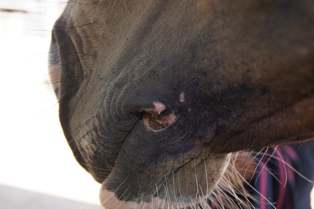 Sores on mouth nearside - HorseWorld rescue injured horse after heartless harness racers abandon him in the road