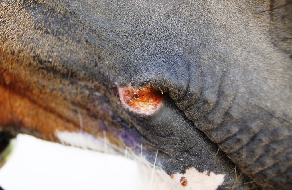 Sores on mouth offside - HorseWorld rescue injured horse after heartless harness racers abandon him in the road