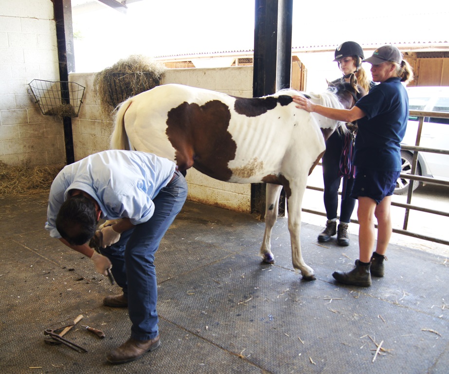 Vet removing shoes - HorseWorld rescue injured horse after heartless harness racers abandon him in the road