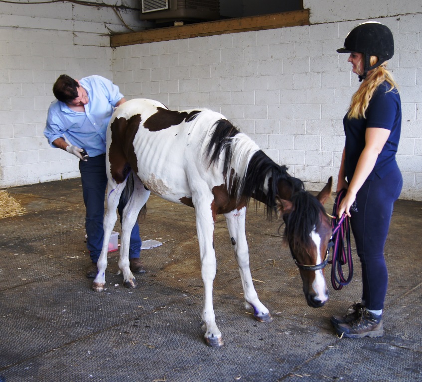 HorseWorld rescue injured horse after heartless harness racers abandon him in the road Vet treating wounds - HorseWorld rescue injured horse after heartless harness racers abandon him in the road