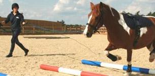 blue cross - Celebrate five years of horse care at The Blue Cross