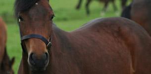 horse welfare - Matchmakers International Support World Horse Welfare