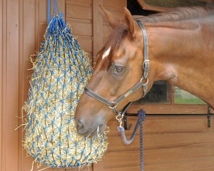 Elim a Net in use high res 300x240 - Hunger knows no friend but its feeder