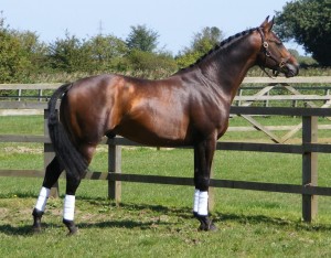 Press Release 300x234 - Future Illusion Providing Future Stars
