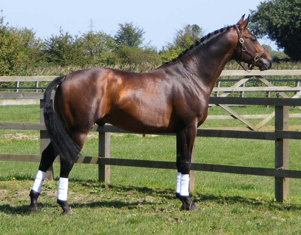 Press Release - Future Illusion Providing Future Stars