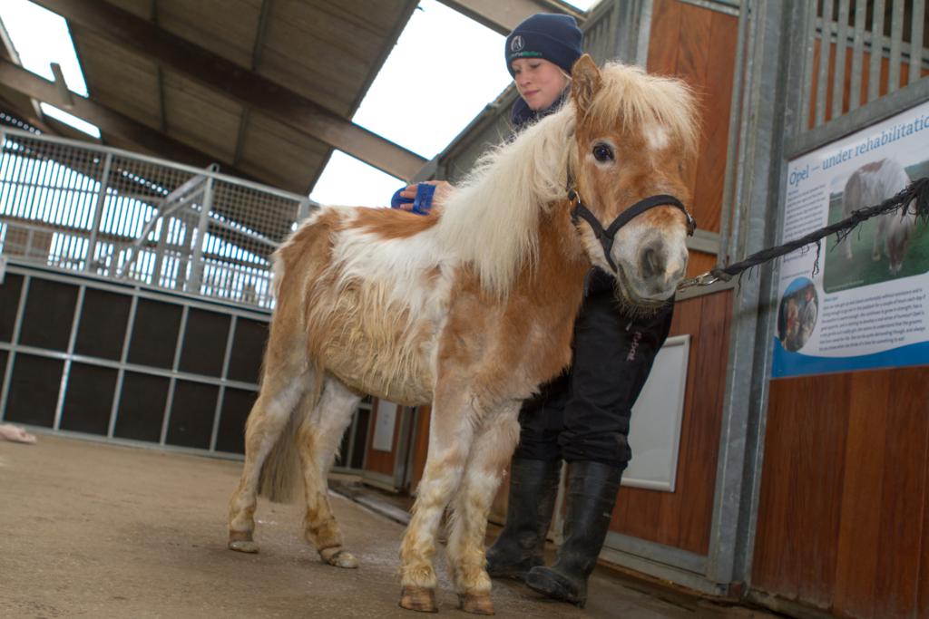 Opel4 resized - Special event for a special pony at World Horse Welfare, Somerset