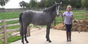 Grey Filly