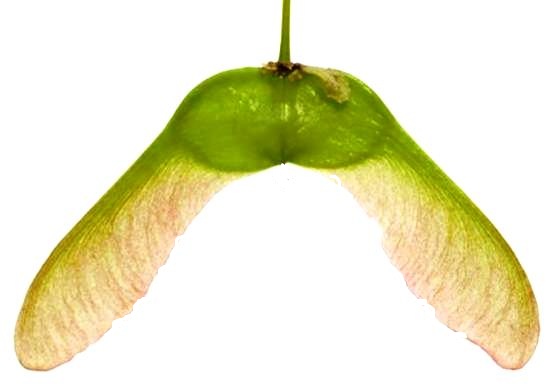 Sycamore - Horses die after eating poisonous Sycamore seeds