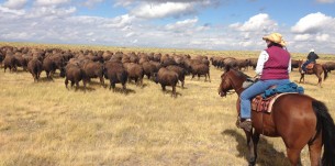 herding the domestic bison, Zapata Ranch, Colorado (Ranch Rider)
