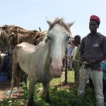 Grey horse 150x150 - Vets with Horsepower 2015 ride again for the Gambia Horse and Donkey Trust