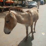 Vets with Horsepower 2015 ride again for the Gambia Horse and Donkey Trust Horace abandoned 150x150 - Vets with Horsepower 2015 ride again for the Gambia Horse and Donkey Trust