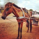 Injured horse cart 150x150 - Vets with Horsepower 2015 ride again for the Gambia Horse and Donkey Trust
