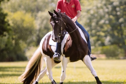 New Investment Promises a Prestigious Platform for Equestrian Sport Jason Webb Your Horsemanship2 436x291 - New Investment Promises a Prestigious Platform for Equestrian Sport