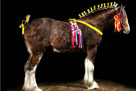 shire - New home for Shire Horse Society National Show for 2016