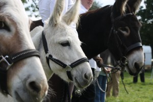 IMG 41844 300x200 - HorseHage Sponsors Donkey Classes at Llansawel Show
