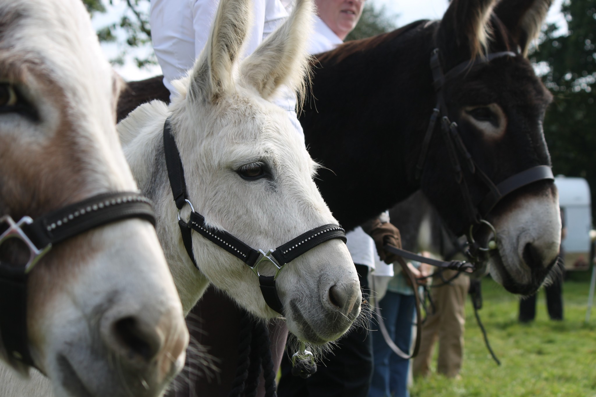 IMG 41844 - HorseHage Sponsors Donkey Classes at Llansawel Show