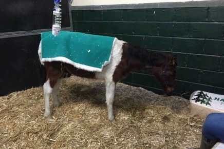 IMG 3530 436x291 - Collapsed foal rescued on Christmas day finally back on his hooves