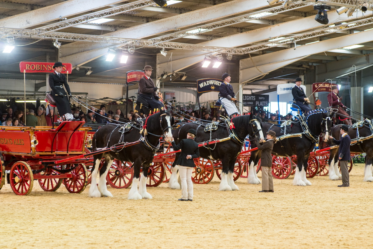 Shire Horse Society National Show 2015 2 pic by James Bedford 1 - New venue, new format for Shire Horse Society National Show 2016