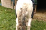 Trooper on arrival tail photo 150x100 - HRF Trooper, The Horse With Five Hooves