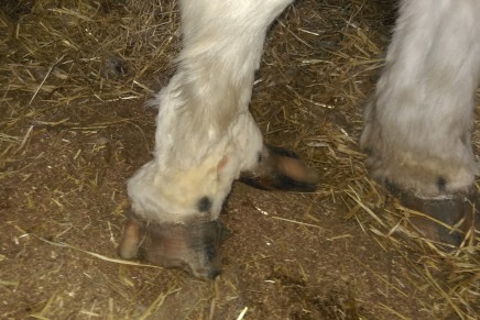 extra digit 436x291 - HRF Trooper, The Horse With Five Hooves