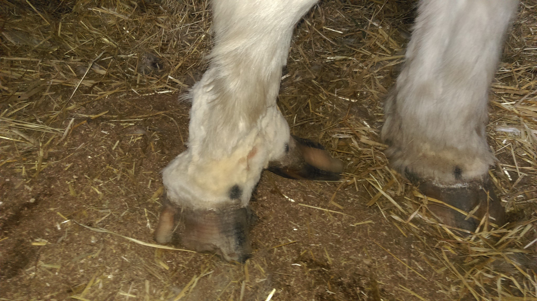 extra digit - HRF Trooper, The Horse With Five Hooves