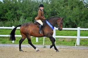 Nottinghamshire rider qualifies for Horse of the Year Show 1SH SarahHind TakeTheBiscuit CreditSMRPhotos 1 300x200 - Nottinghamshire rider qualifies for Horse of the Year Show