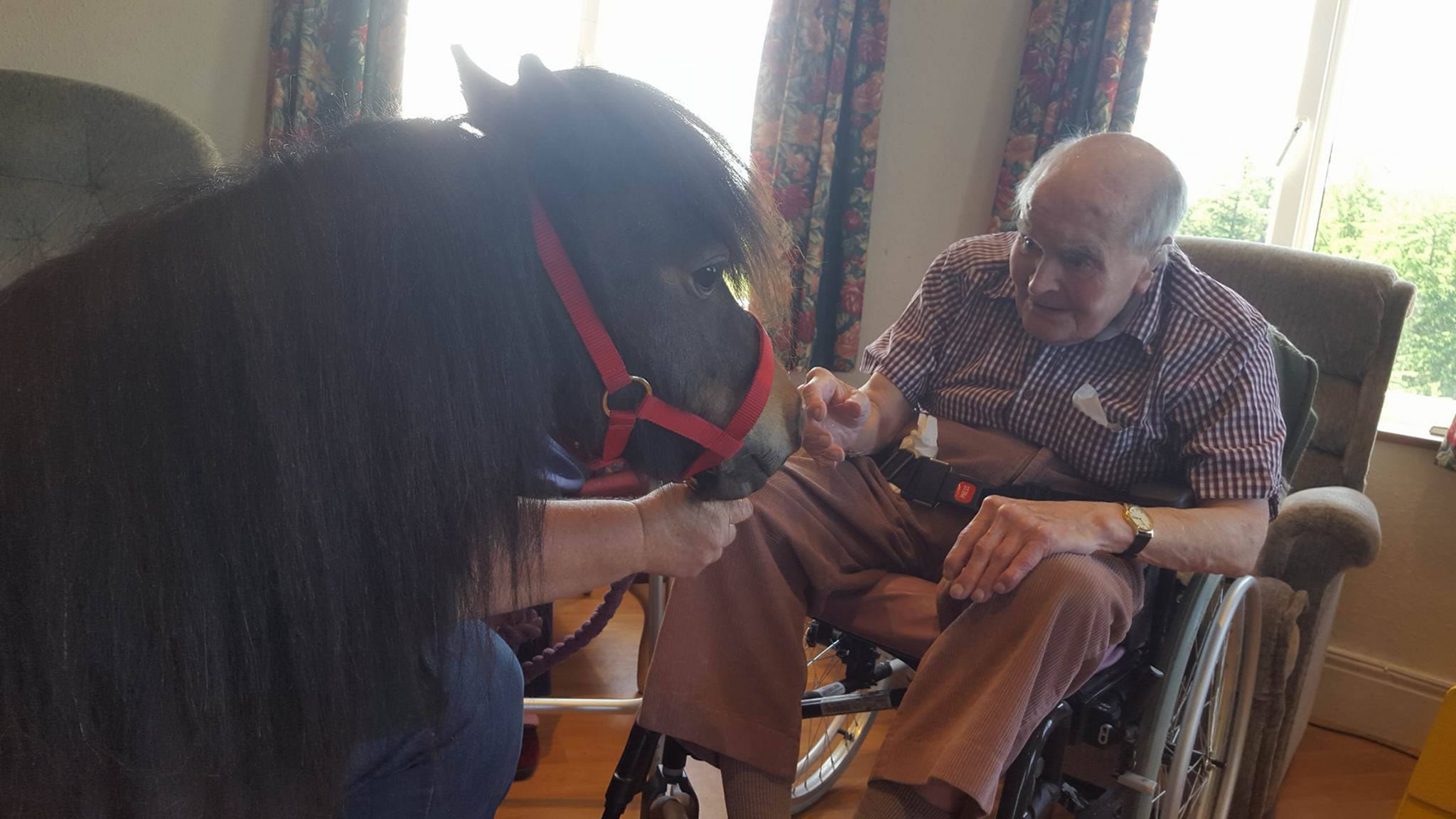 Robbie - Robbie the Rescued Shetland Joins The Bryndafydd Team