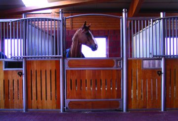haygain boxrest image 360x245 - Keeping a horse on box rest happy and healthy.