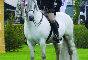 Benbreac of Croila and Matt Cooper Take Supreme Pony Championship Matt Cooper and Benbreac of Croila 360x245 - Benbreac of Croila and Matt Cooper Take Supreme Pony Championship