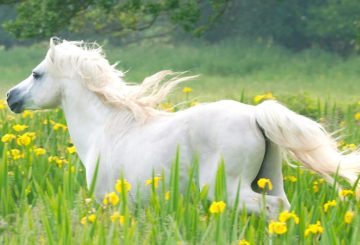 Dream of Fair Horses cover Jane Badger Books c Nigel Baker Adobe Stock 360x245 - Rare classic pony stories gallop into the modern day
