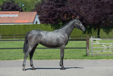 Bolesworth Elite Yearling Auction 360x245 - Bolesworth - Showcasing the Stars of Tomorrow