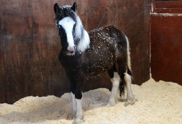 Young pony dumped on roadside finds safe home at Redwings Buddy 1 360x245 - Young pony dumped on roadside finds safe home at Redwings