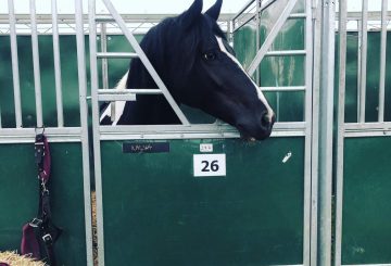 IMG 0720 360x245 - The Equifest Diaries....