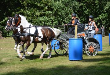 Angela Flanagan Credit Kingswood Associates 360x245 - Thoresby Park provides a close finish in the Pairs at Midlands Carriagedriving’s Club Championships