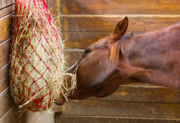 Stabled horse  360x245 - Horse health company Haygain take a look at the ways we can keep our horses happy and comfortable when they are stabled in the winter.