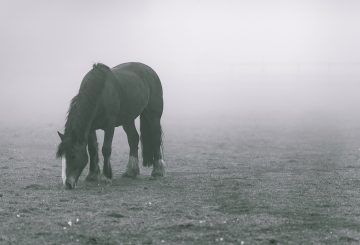 horse winter 360x245 - The Hidden Health Issue Compromising Your Horse This Winter