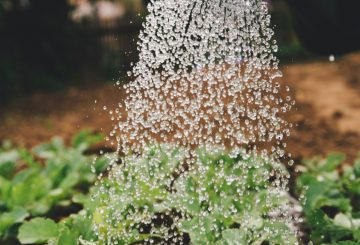 markus spiske sFydXGrt5OA unsplash 360x245 - Money Saving tips – Equestrian Life goes Gardening