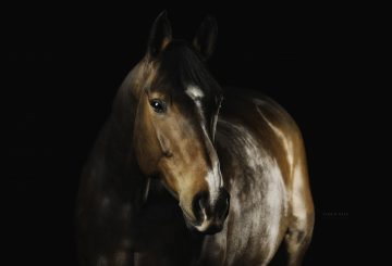 Metropolitan Mounted Police Service horses