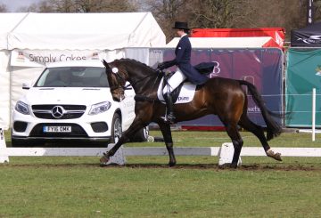 Belcam Bear 360x245 - Dressage Saddles Discussed