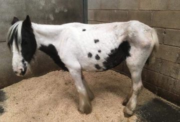 Buttercup recovering World Horse Welfare 360x245 - ‘Happy Ever After’ for skeleton-to-show-winner rescue pony