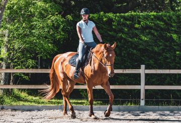 ehorses image 2 360x245 - Struggle with selling horses?  ehorses provide some top tips