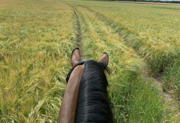 Going for a horse ride in the countryside