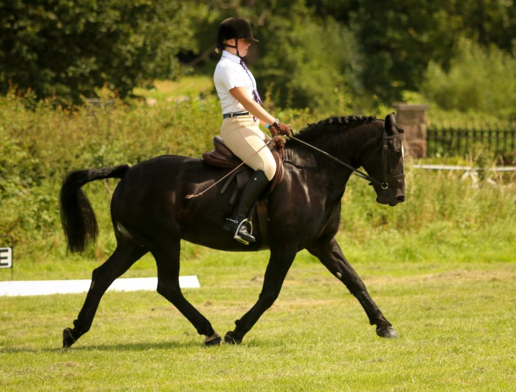 IMG 3534 1024x779 - Springwood Riding Club