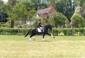 Carl Hester riding Utophia in the field at home
