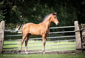 RHL Valhallas Law small image 360x245 - Top 'Elite' Award for Holmfirth Horse Breeders at British Breeding Futurity Evaluations