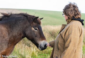 DSC 2321 360x245 - Owners group brings at-risk Exmoor pony bloodlines back to Exmoor
